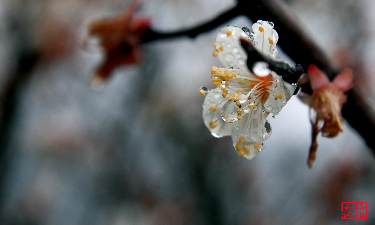 IMG_2478a.jpg