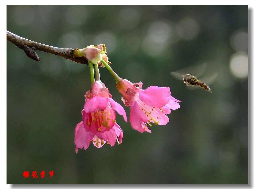 DSCF3676.jpg