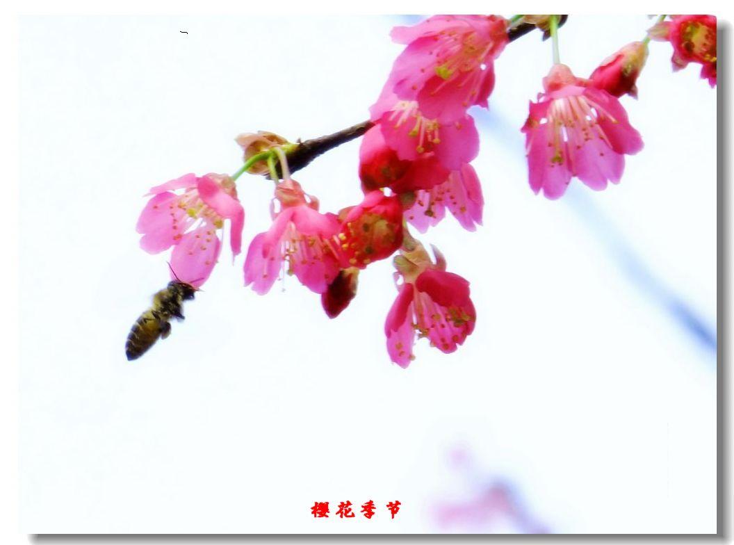 DSCF3706a.jpg