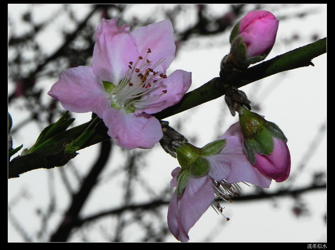 DSCN1666.JPG