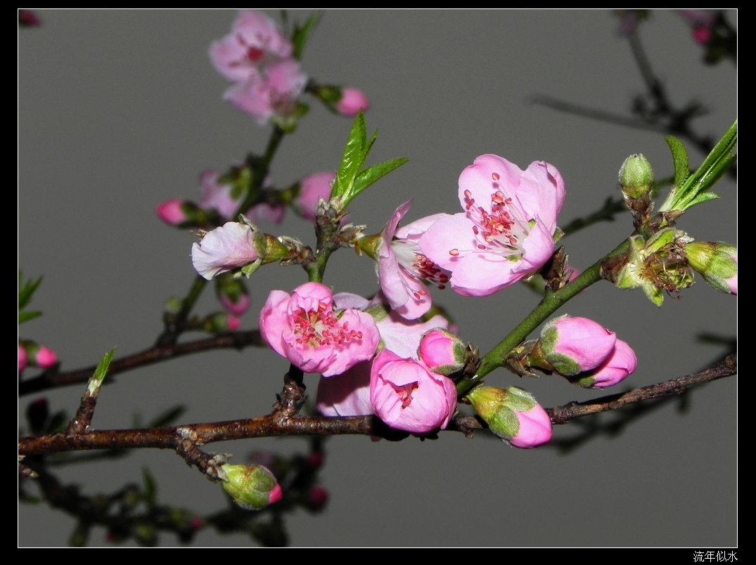 DSCN1699.JPG