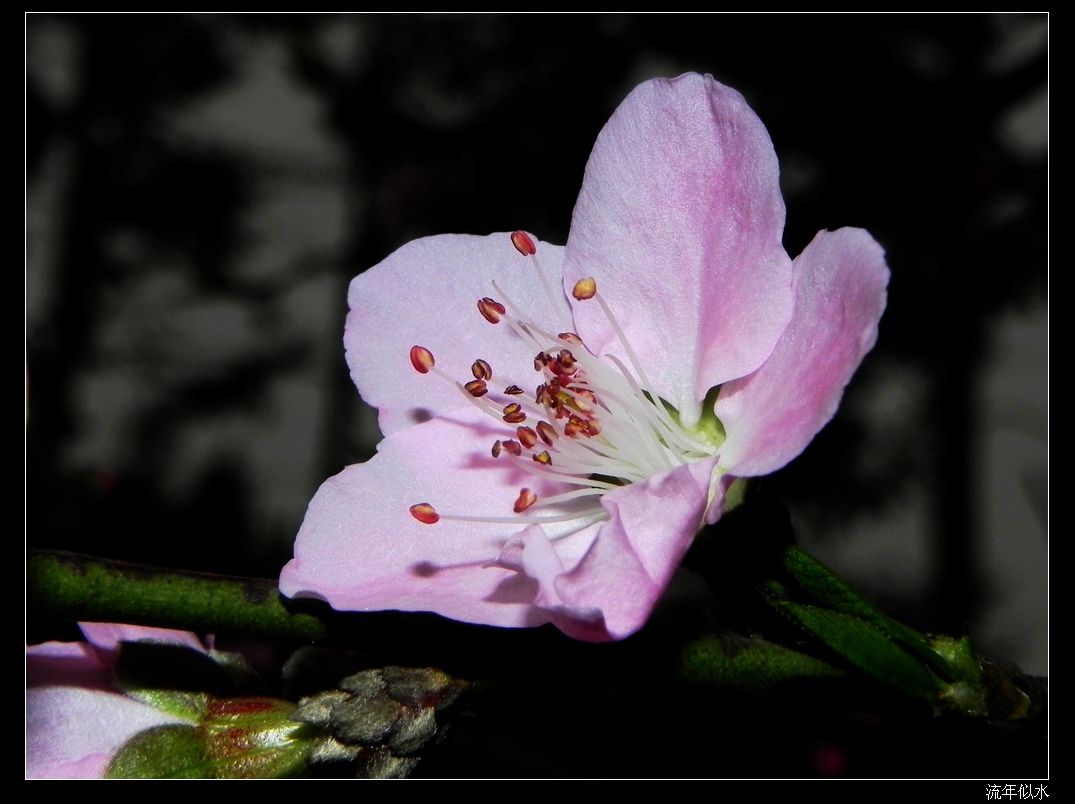 DSCN1775.JPG