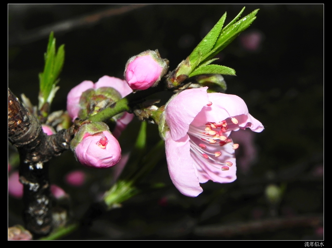 DSCN1823.JPG