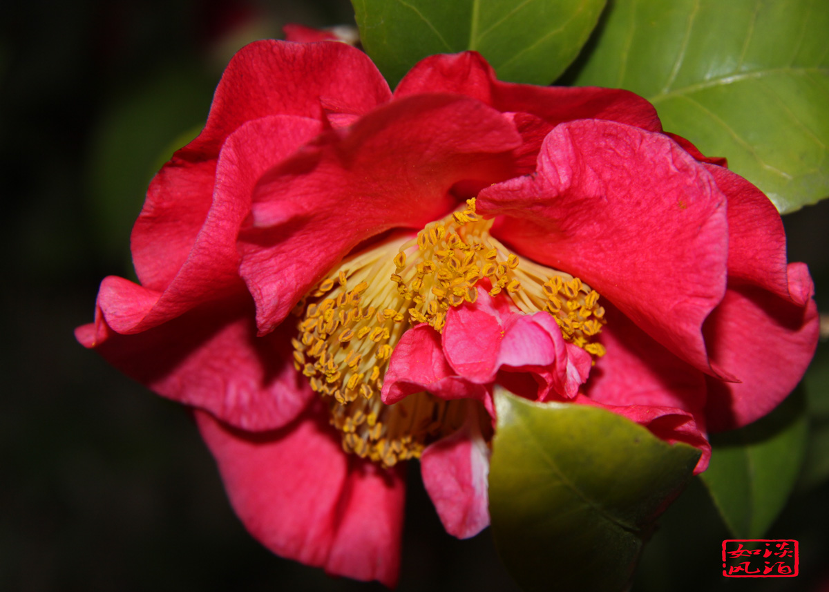 IMG_2766a.jpg