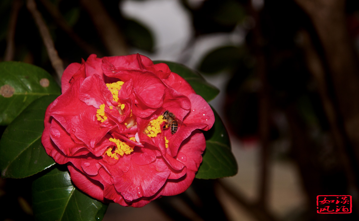 IMG_2753.jpg