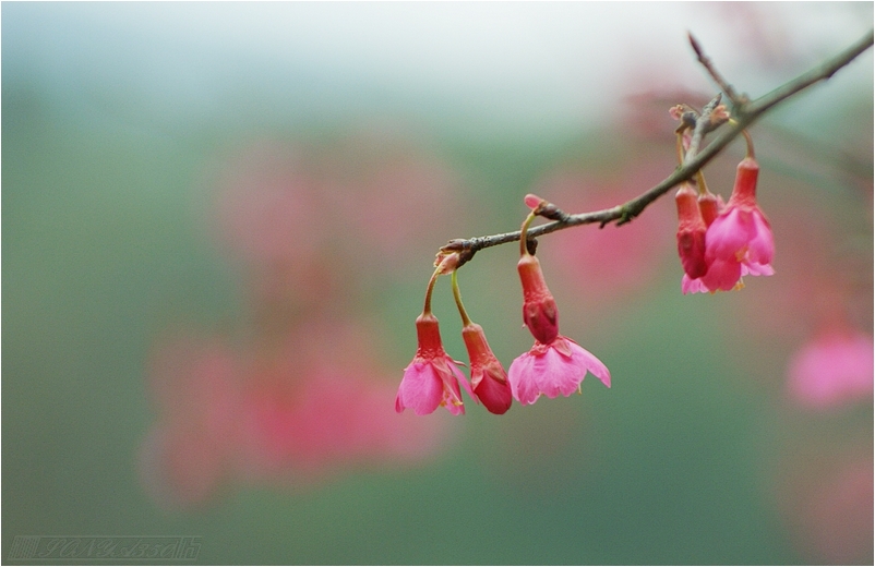 DSC08111.jpg