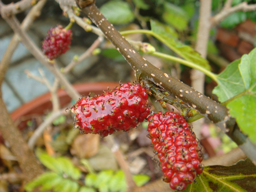 DSC09951_副本.jpg