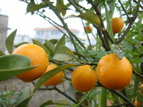 DSC09949_副本.jpg