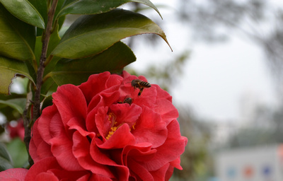 DSC_0053.jpg