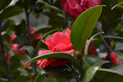 DSC_0058.jpg