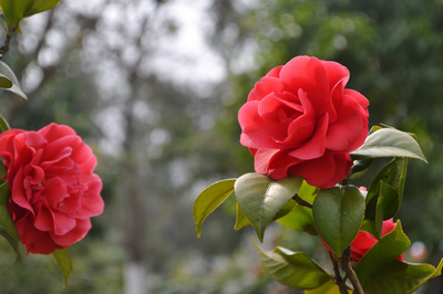 DSC_0060.jpg