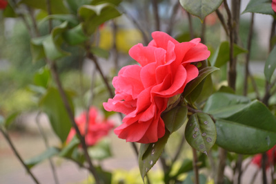 DSC_0083.jpg