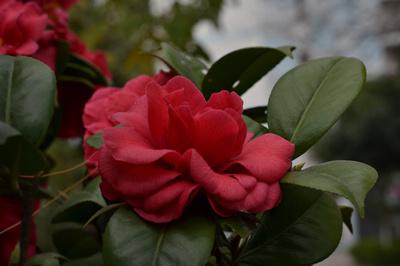 DSC_0043.jpg