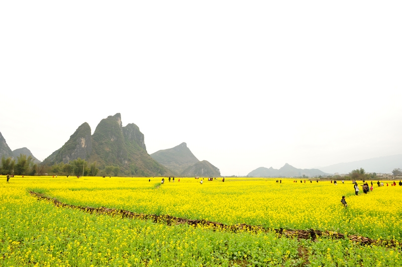 上林西燕油菜花1 036.jpg