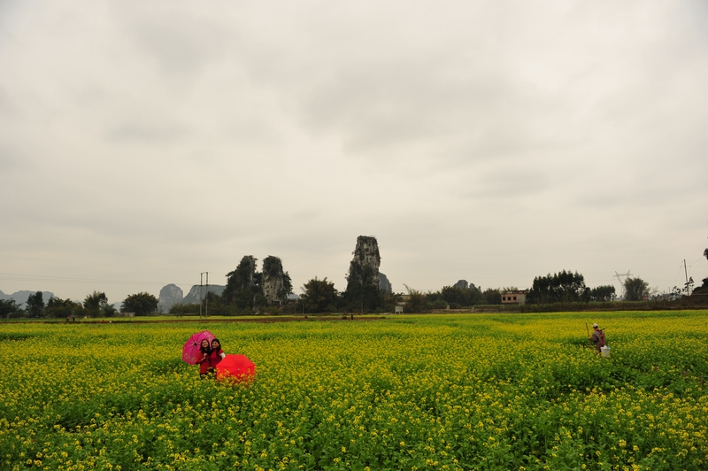 上林西燕油菜花1 021.jpg