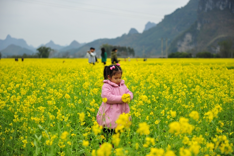 上林西燕油菜花1 058.jpg