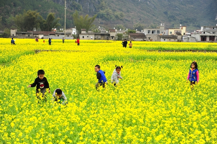 上林西燕油菜花1 061.jpg