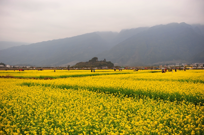 上林西燕油菜花1 115.jpg