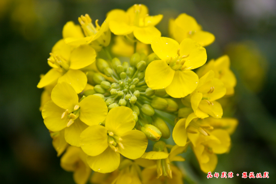 2月21日，受平朗乡政府之邀，对平朗二月春社活动进行前期了解，回程时发现路边也开了很多油菜花。 ... ... ...