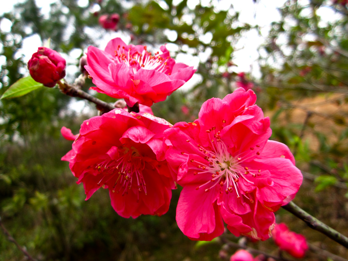 桃花1.jpg