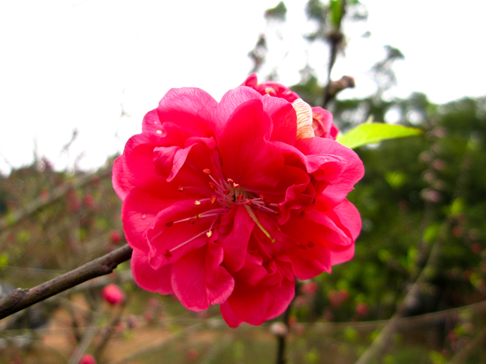 桃花2.jpg
