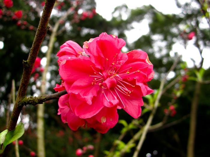 桃花4.jpg