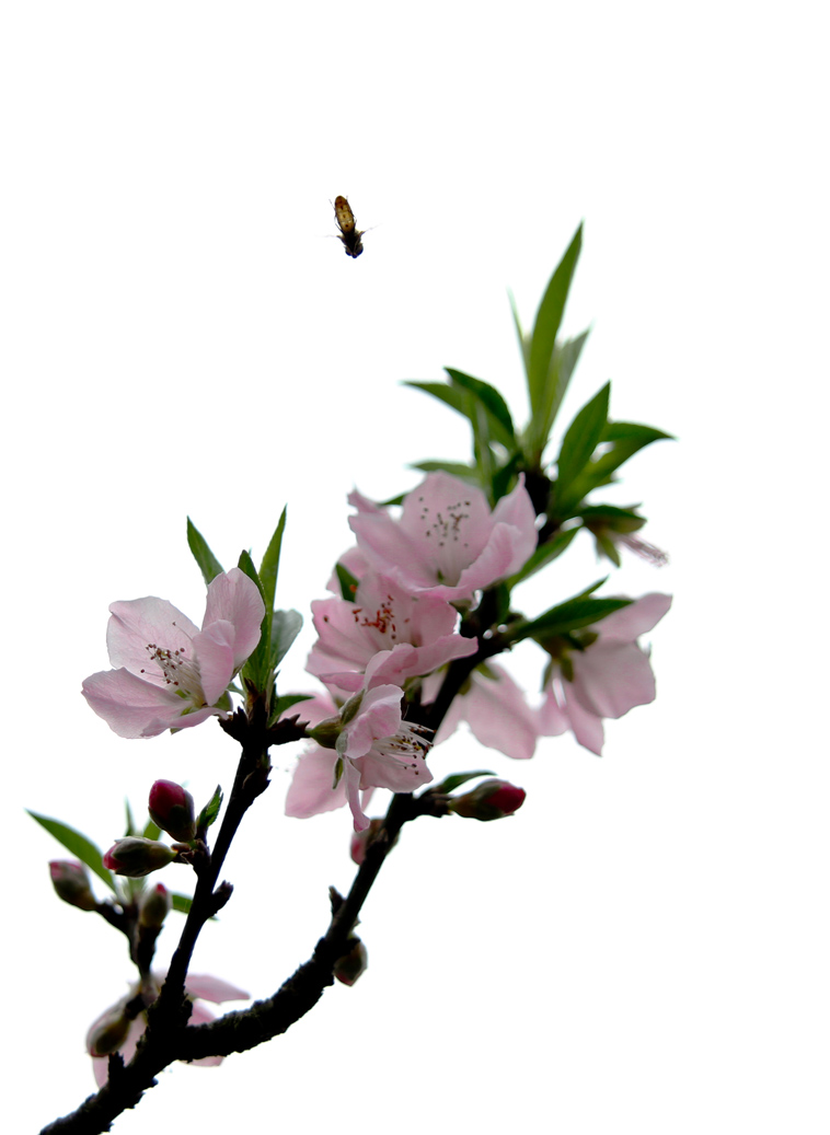 桃花红2.jpg