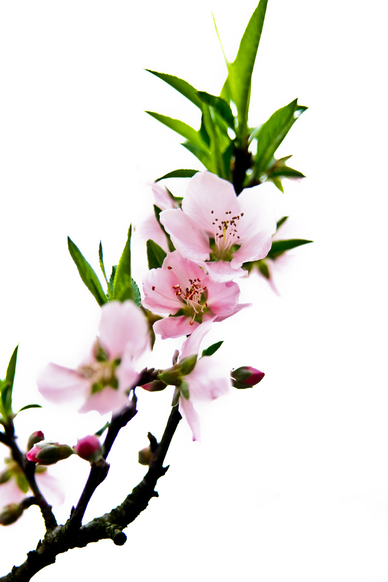 桃花红3.jpg