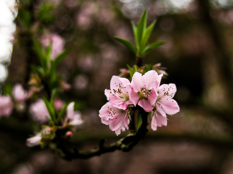 桃花红5.jpg
