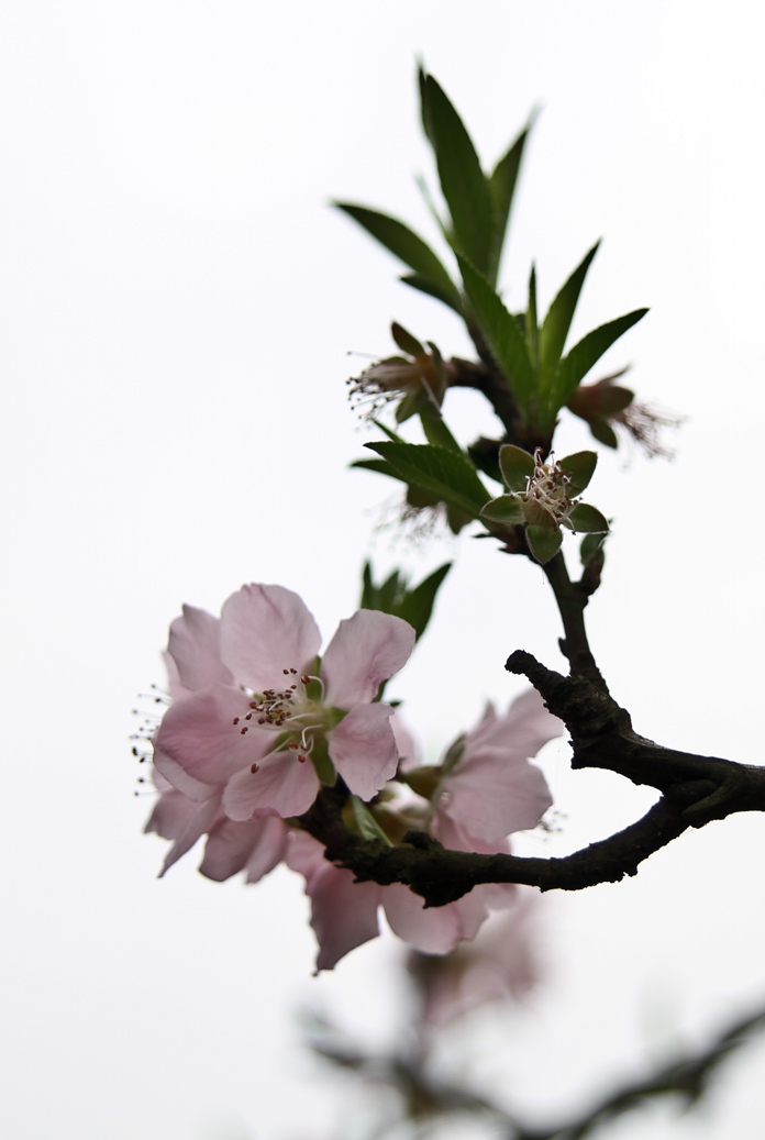 桃花红6.jpg