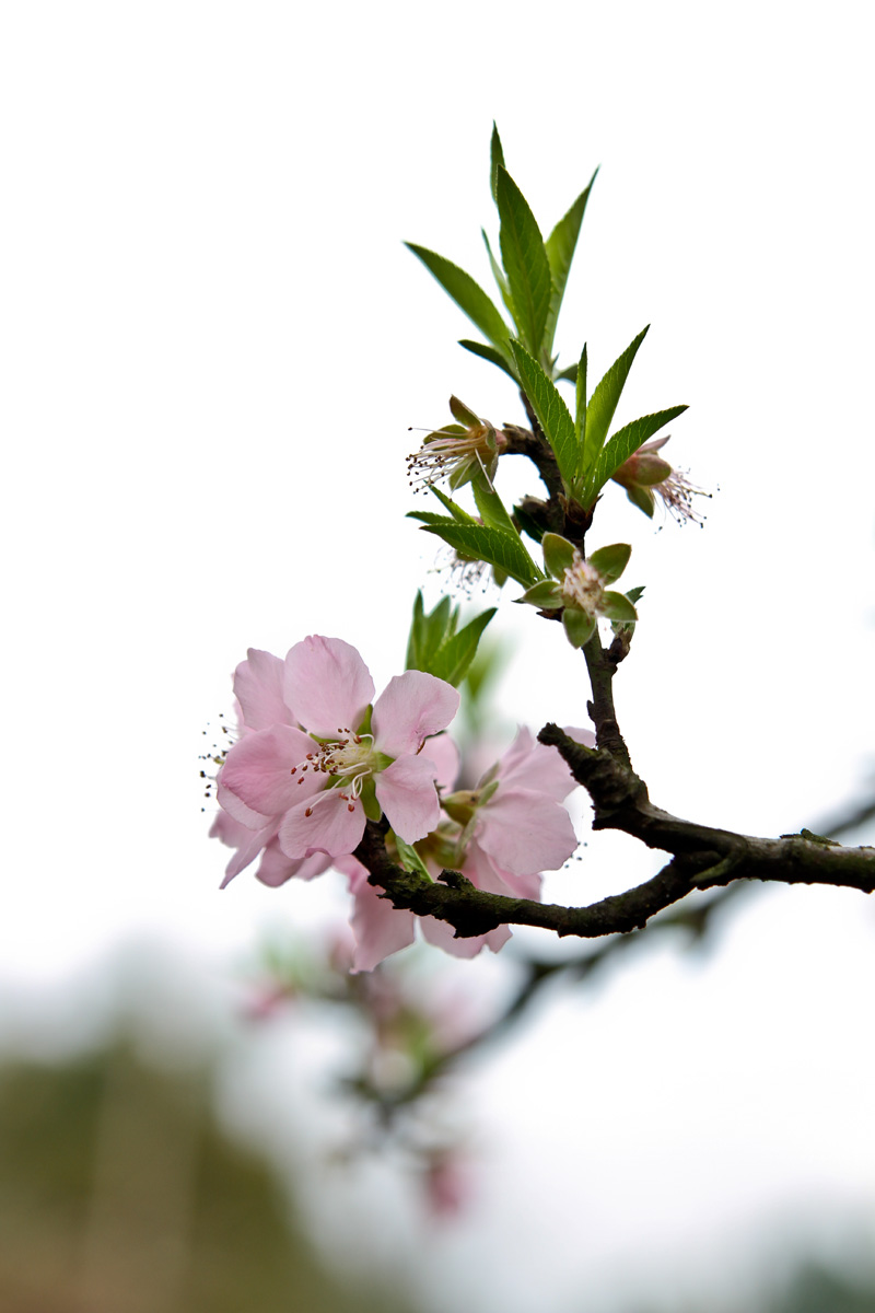 桃花红7.jpg