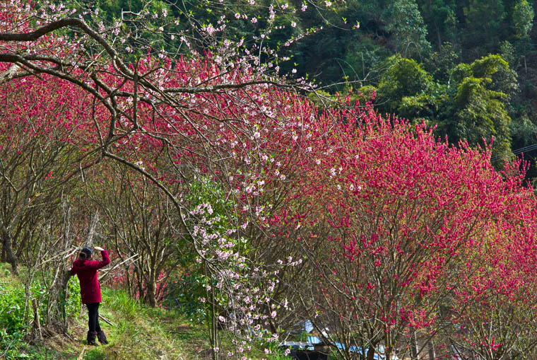 赏桃花.jpg