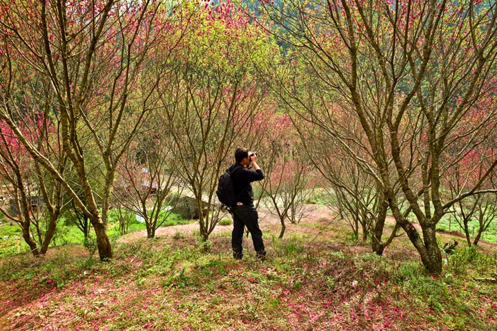 赏桃花2.jpg