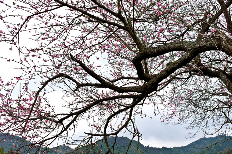 赏桃花4.jpg