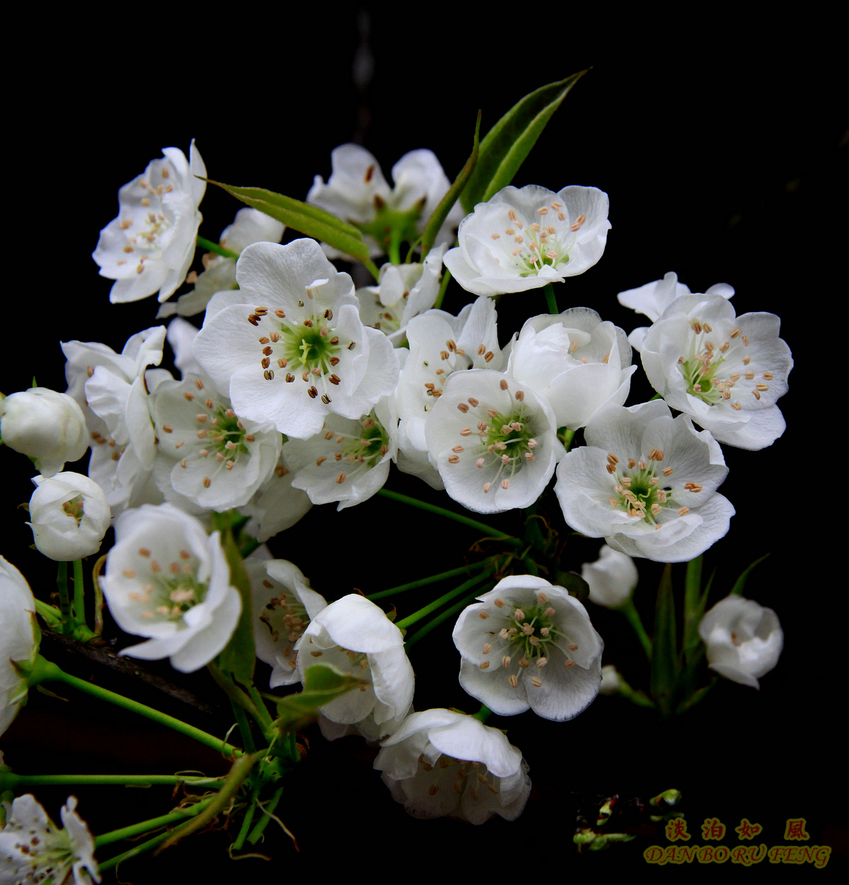 IMG_8143a.jpg