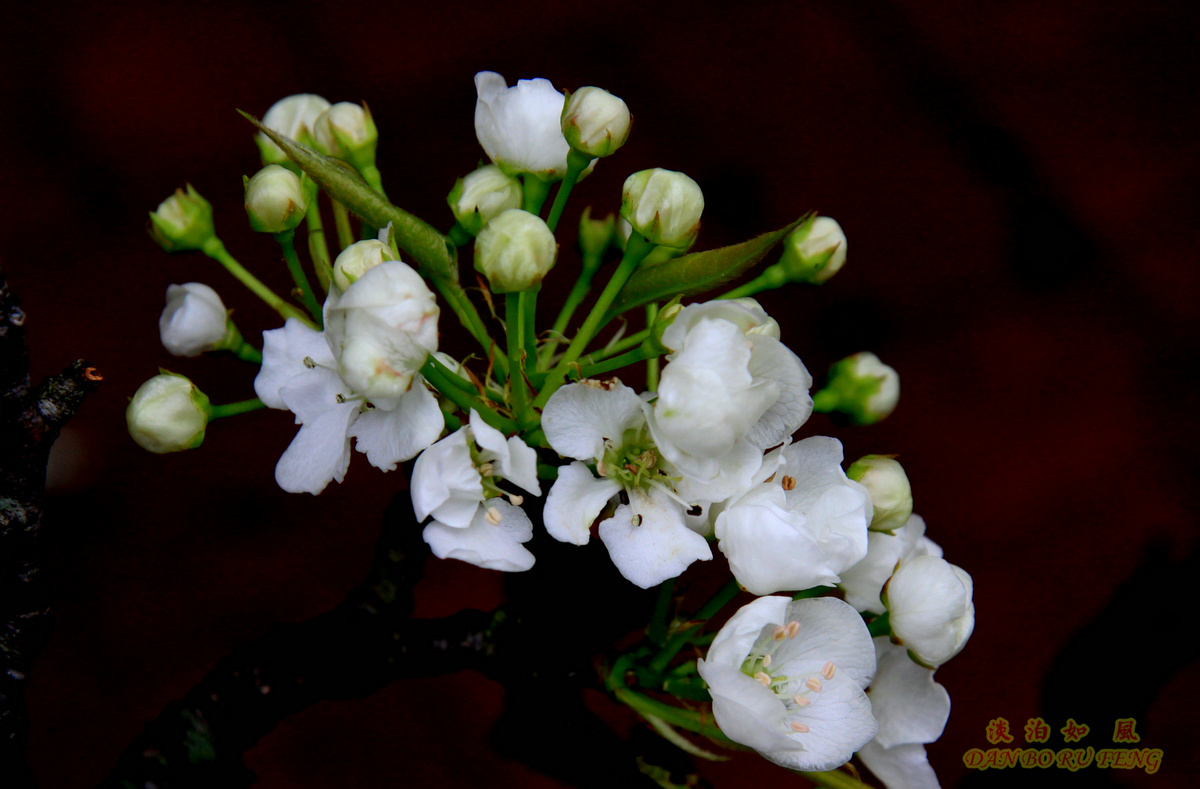 IMG_8146a.jpg