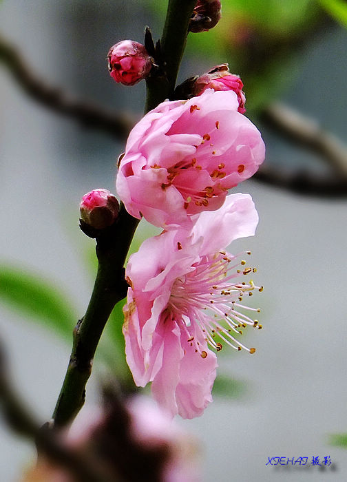 DSCF4775A.jpg