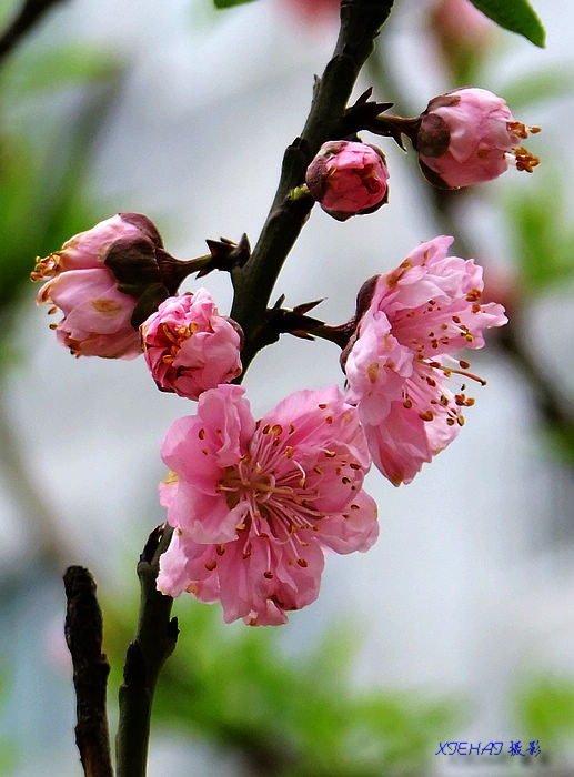 DSCF4777.jpg