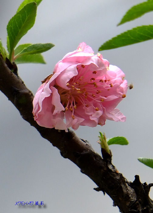 DSCF4813.jpg