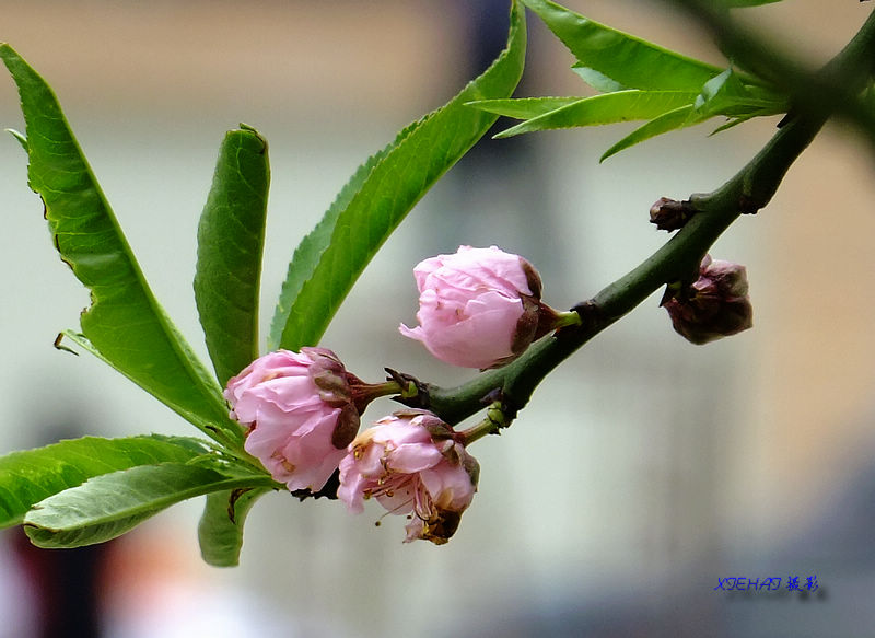 DSCF4819.jpg