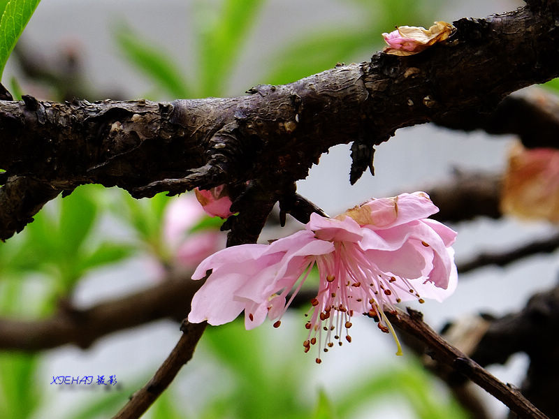 DSCF4826.jpg