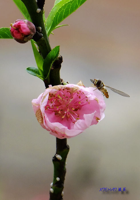 DSCF4827A.jpg