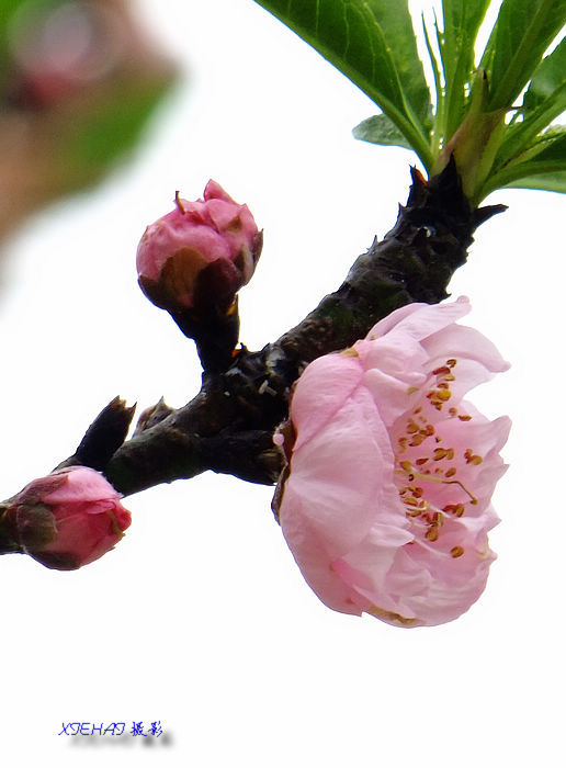DSCF4838A.jpg