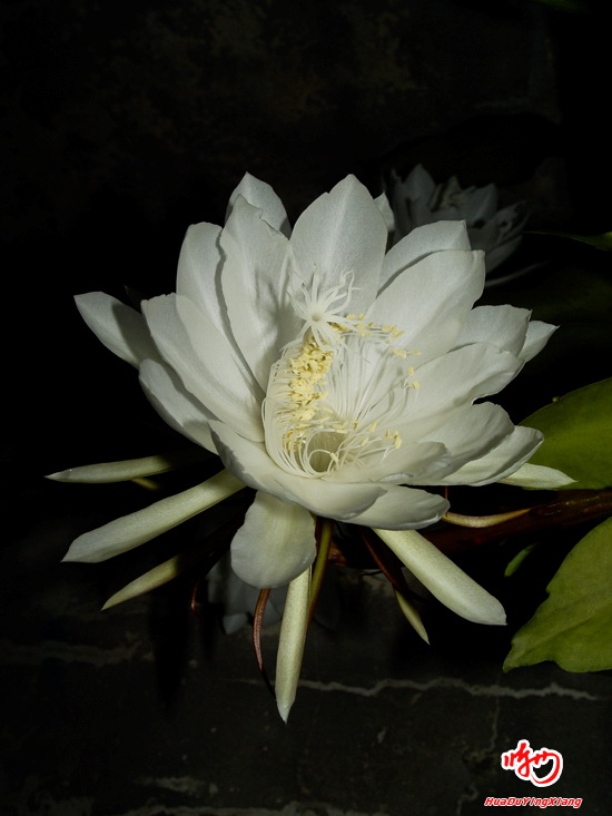 昙花1.jpg