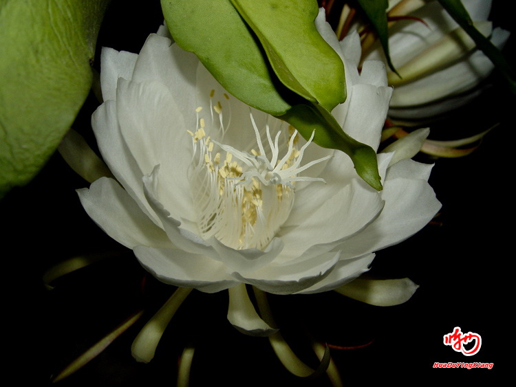 昙花2.jpg