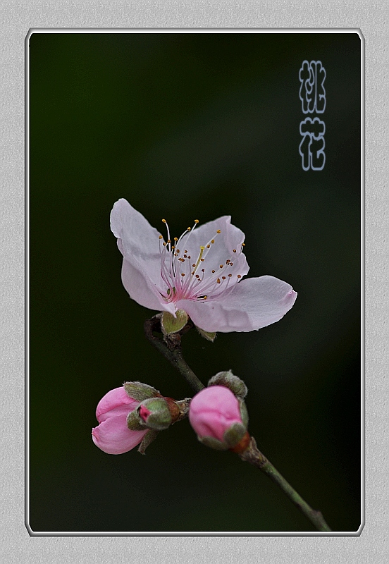 DSC_1667_conew2.jpg