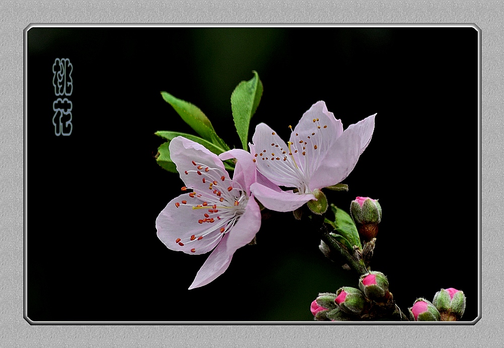 DSC_1665_conew2.jpg