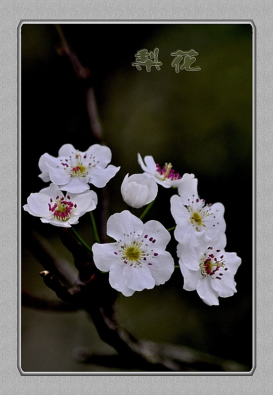 DSC_1676_conew2.jpg