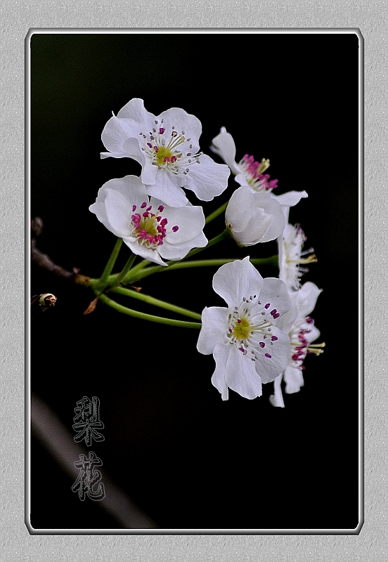 DSC_1680_conew1.jpg