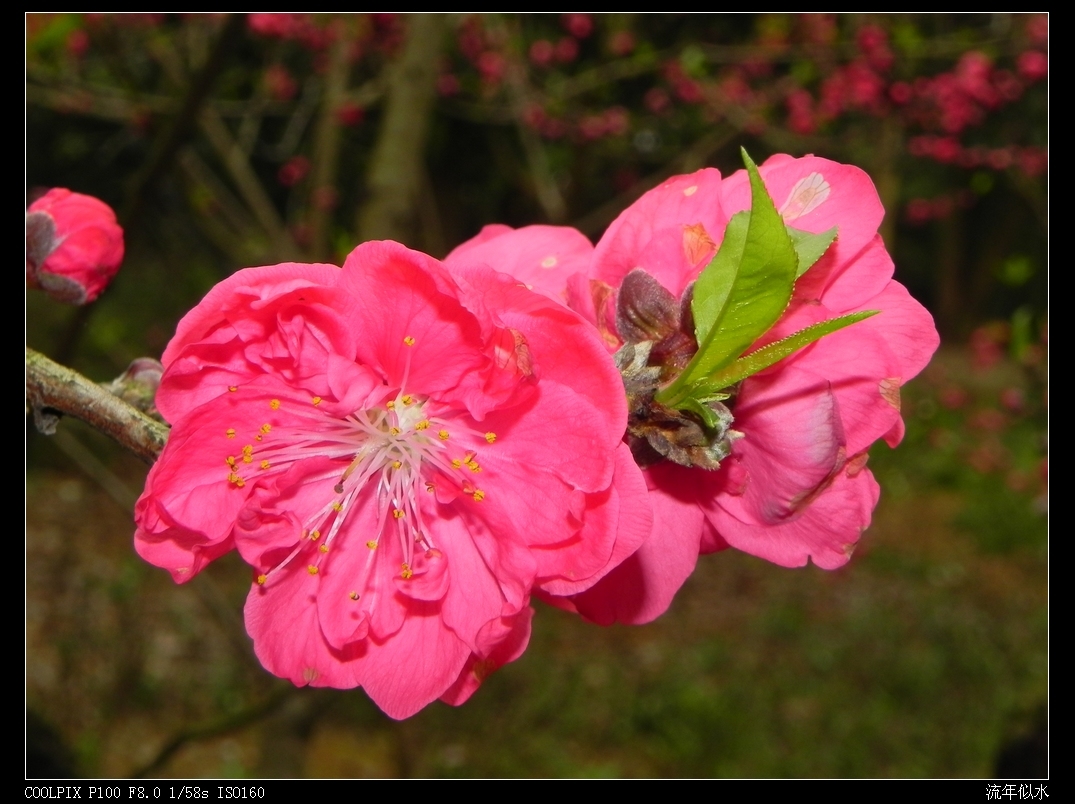 DSCN2429.JPG